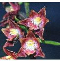 darkfflos1redhelleborine