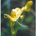 fenfflosorchid