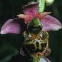 latefflo2spiderorchid