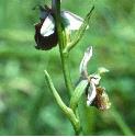 lateffol2spiderorchid