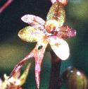 lesserfflotwayblade