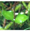 lesserffoltwayblade