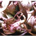 lizardfflo1orchid