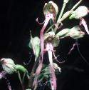 lizardfflo2orchid