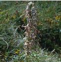 lizardfflos1orchid