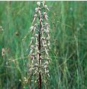 lizardfflos2orchid