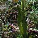 lizardffol1orchid