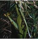 lizardffol2orchid