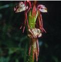 manfflos2orchid