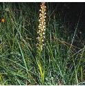 manffor1orchid
