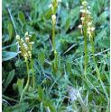 manffor2orchid