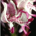monkeyfflo2orchid