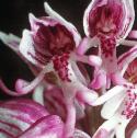 monkeyfflo3orchid
