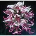 monkeyfflos1orchid