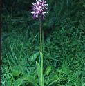 monkeyffor3orchid