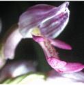 soldierfflo4orchid