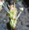 bucksthornffloplantain