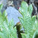 bucksthornffolplantain