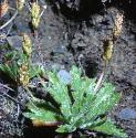bucksthornfforplantain