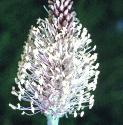 hoaryfflosplantain