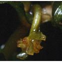 oppositefflopondweed