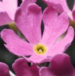 pbirdseyeflo1primrose