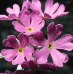 pbirdseyeflos1primrose