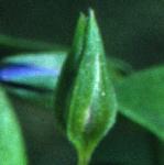 pblueflo1budcpimpernel