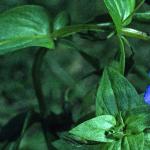 pbluefol1pimpernel