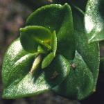 pbluefol2pimpernel