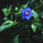pbluefor1pimpernel