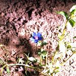 pbluefor2pimpernel