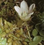 pbogflo1pimpernel