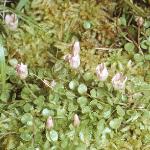pbogfor1pimpernel