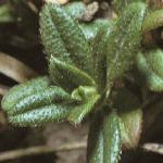 pcommonfol3rockrose