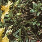 pcommonfor2rockrose