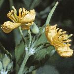 pgreaterflos2celandine