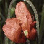 ppaleflopoppy