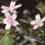 ppinkflos1purslane