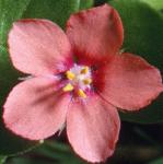 pscarletflo1pimpernel