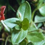pscarletfol2pimpernel