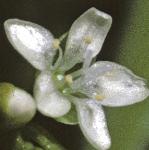 pspringflo1beauty
