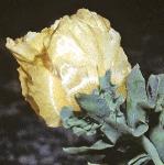 pyellowflobudc1hornedpoppy