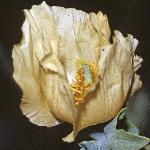 pyellowflobudc2hornedpoppy