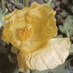 pyellowflohornedpoppy