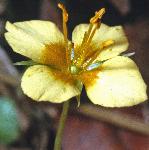 pyellowflo1pimpernel