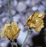 pyellowfloshornedpoppy