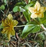 pyellowflos1pimpernel