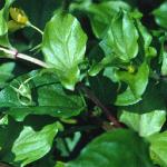 pyellowfol1pimpernel