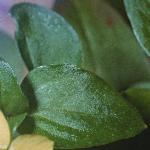 pyellowfol2pimpernel